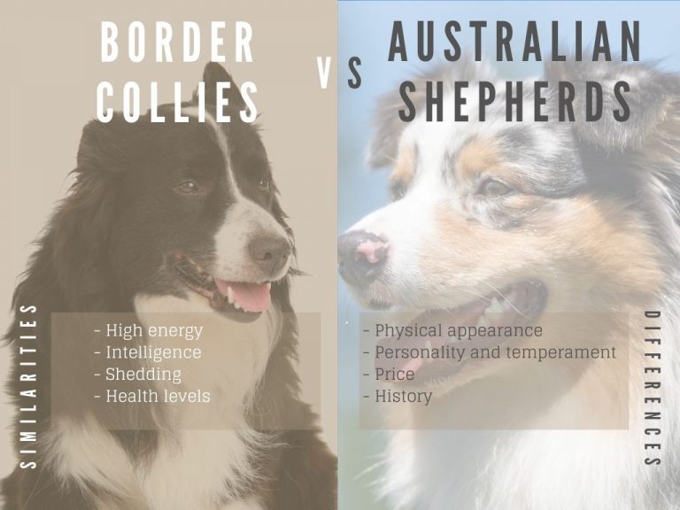 Border Collies vs Australian Shepherds. Which Breed? Collie Perfect